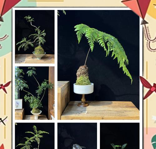 老桩盆景青苔的选择标准是什么？