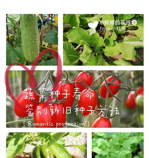 绿色鸽子天竺葵的养护方法是什么？如何保持其颜色鲜艳？