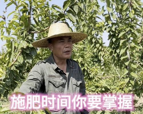 秋梢施肥有哪些技巧和种类？