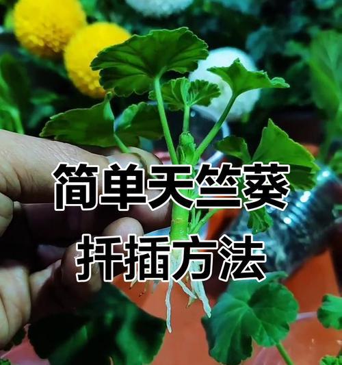 怎么扦插天竺葵好活？掌握扦插技巧提高成活率。