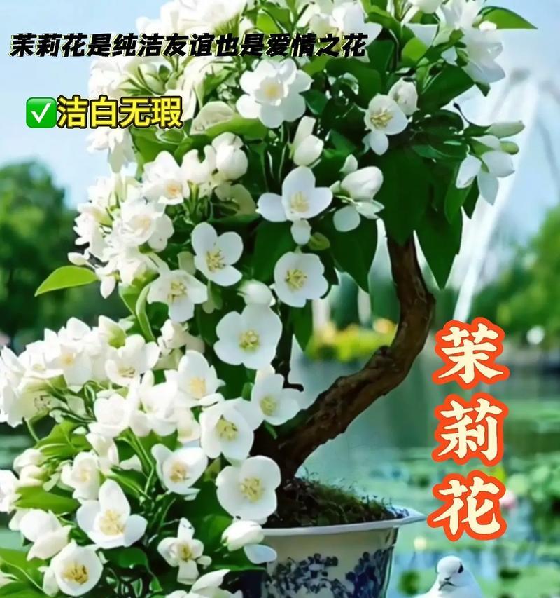 哪些盆栽花卉代表爱情？