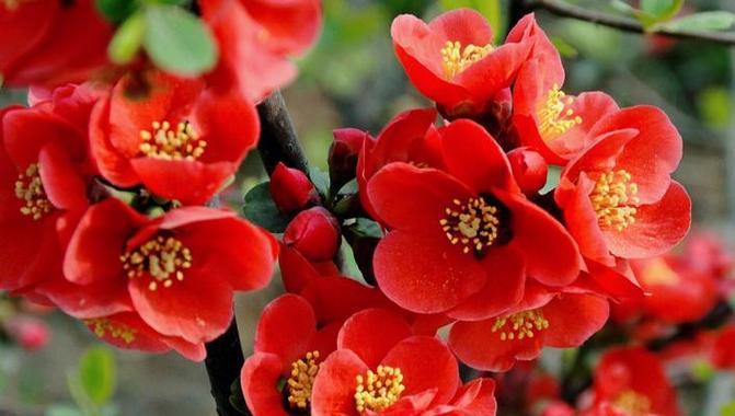 象征平平淡淡的花有哪些？它们的花语是什么？