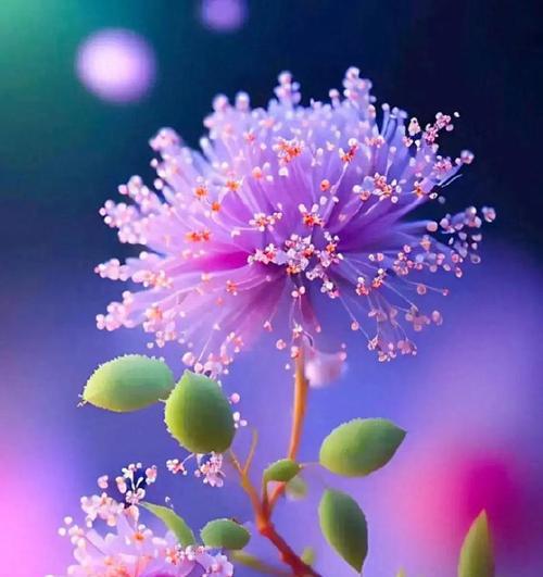 象征平平淡淡的花有哪些？它们的花语是什么？