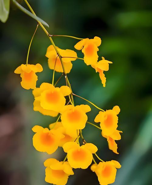 哪种花的花语最长？它传达的信息是什么？
