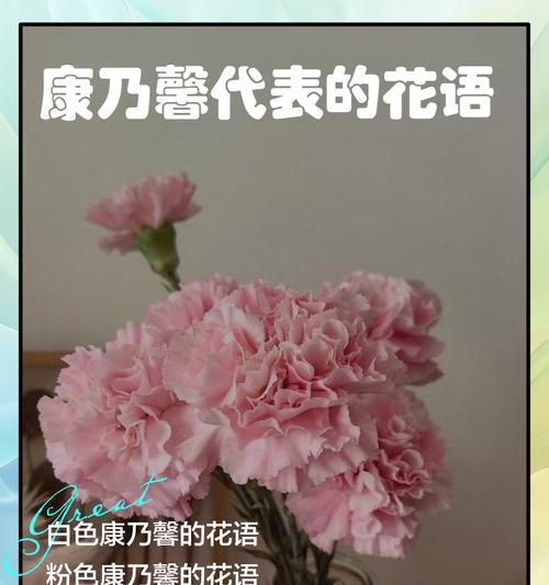 和平象征的植物有哪些？它们的花语是什么？