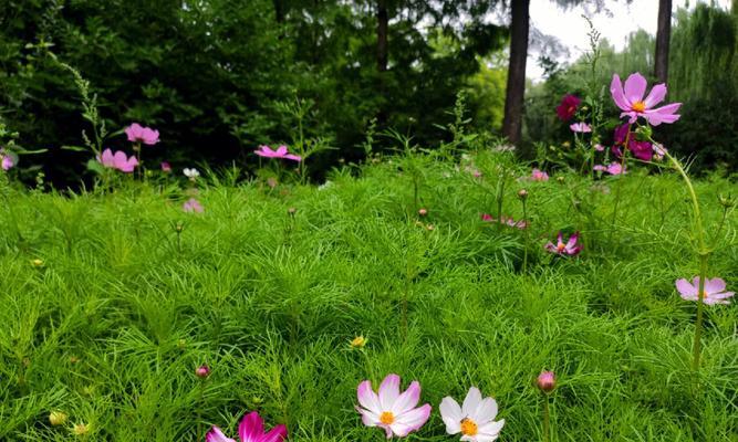 哪种花象征幸福？幸福花的寓意是什么？