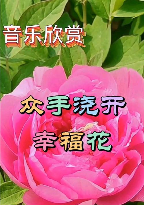 哪种花象征幸福？幸福花的寓意是什么？