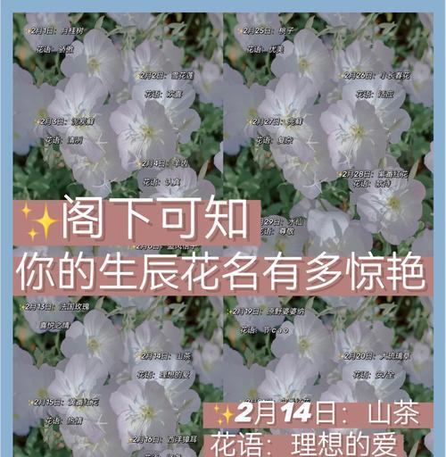 假花的喜好背后隐藏着什么？