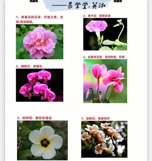 假花的喜好背后隐藏着什么？