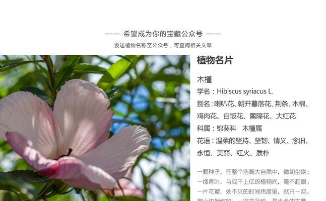 假花的喜好背后隐藏着什么？