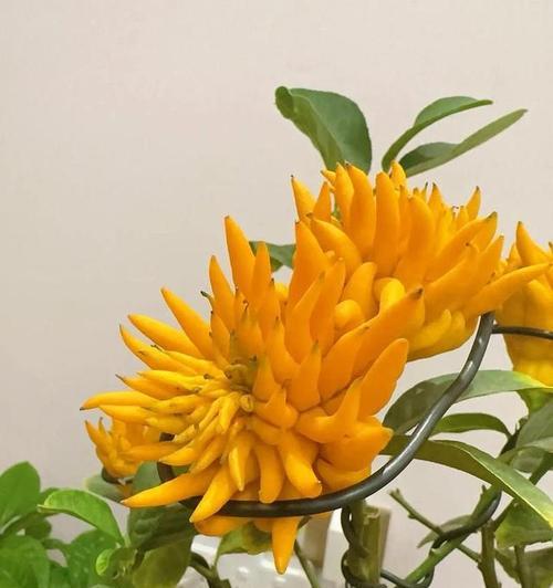 扶手花有何含义？扶手花的象征意义是什么？