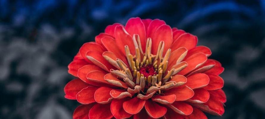 懦弱的花朵象征是什么？