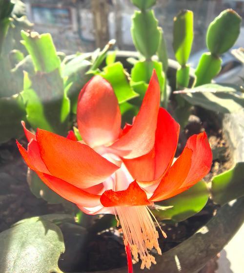 懦弱的花朵象征是什么？
