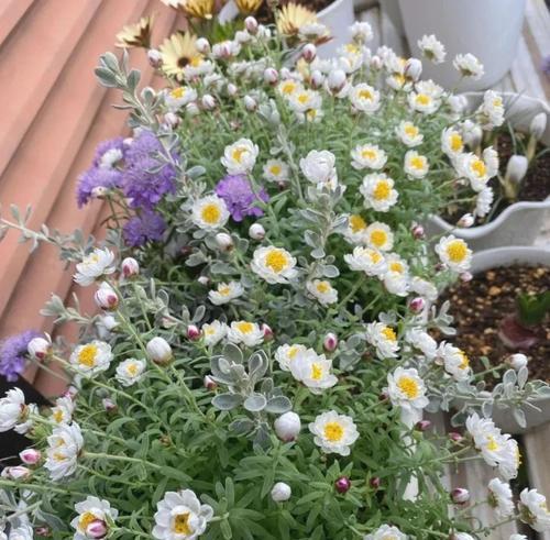 残花代表的深层含义是什么？