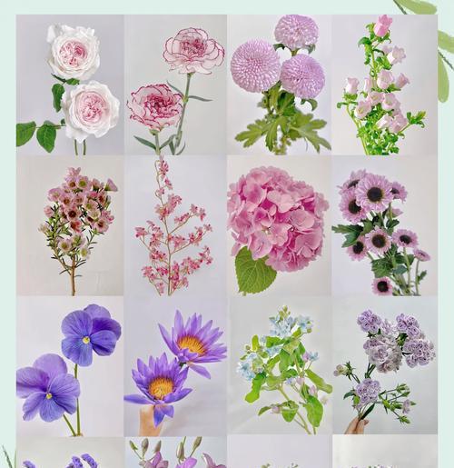 如何理解成熟花朵的象征意义？成熟的花寓意着什么？