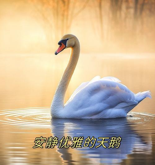 哪些花象征优雅的天鹅？它们如何与天鹅的优雅相联系？