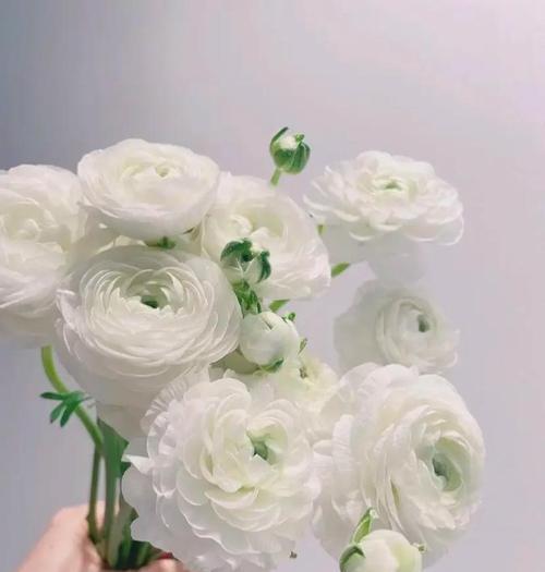 最美的花象征着什么？