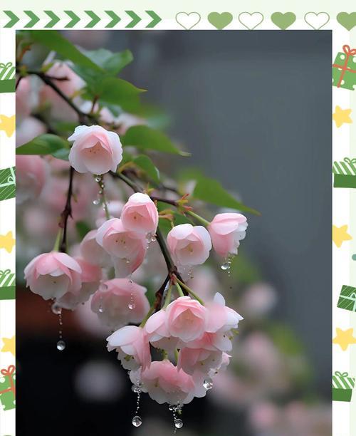 哪些花适合送给小孩子？美好寓意的花推荐！