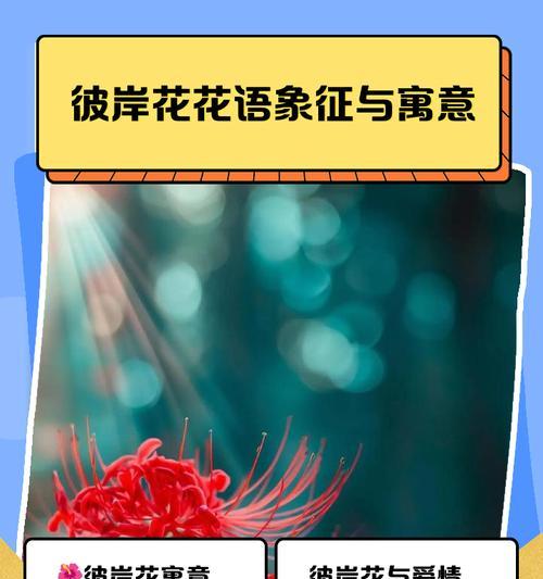 花的花语代表什么？情感表达有哪些？