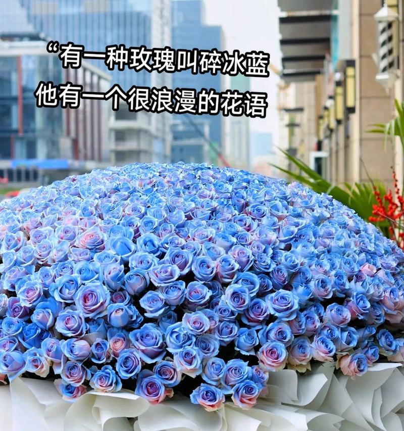 碎冰蓝玫瑰的花语和寓意是什么？