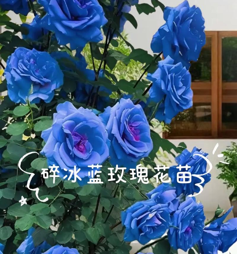 碎冰蓝玫瑰的花语和寓意是什么？