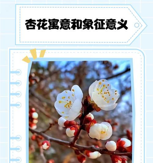 杏花在古诗中代表什么？杏花的寓意有哪些诗意表达？