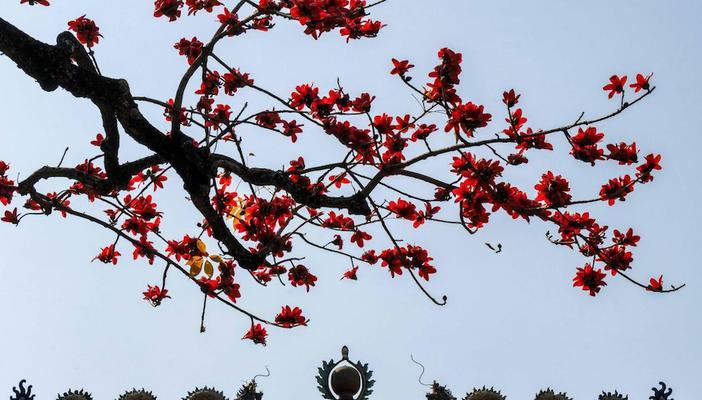 四川革命象征：哪些花象征着四川的革命精神？