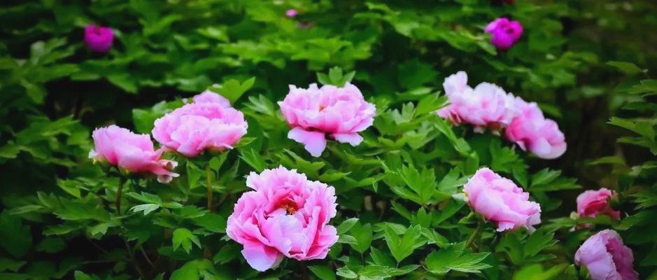 四川革命象征：哪些花象征着四川的革命精神？
