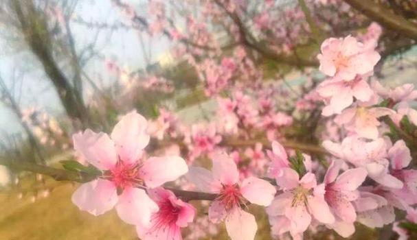 四川革命象征：哪些花象征着四川的革命精神？