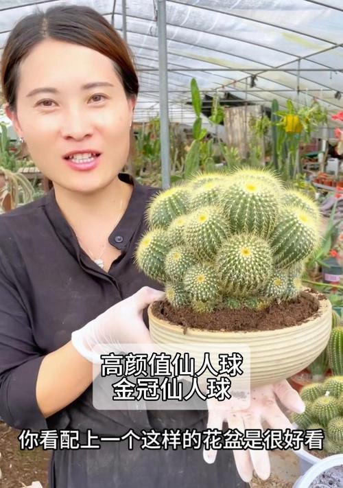 养护技巧有哪些？仙人球花语与养护知识是什么？