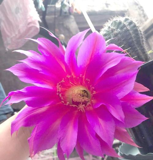 养护技巧有哪些？仙人球花语与养护知识是什么？