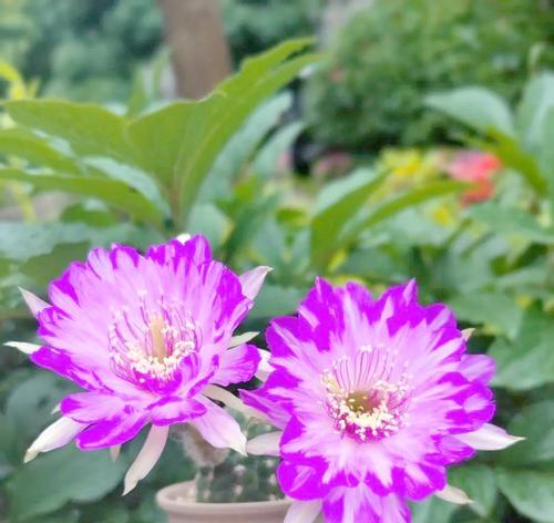 养护技巧有哪些？仙人球花语与养护知识是什么？