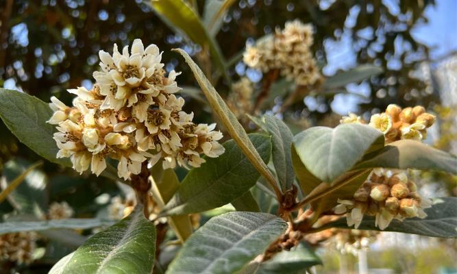枇杷花代表什么意义？枇杷花的深层含义是什么？