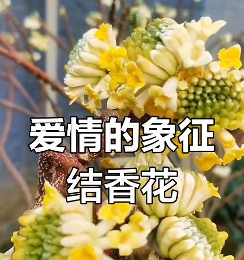 哪种花不象征爱情？如何理解花的非爱情象征意义？