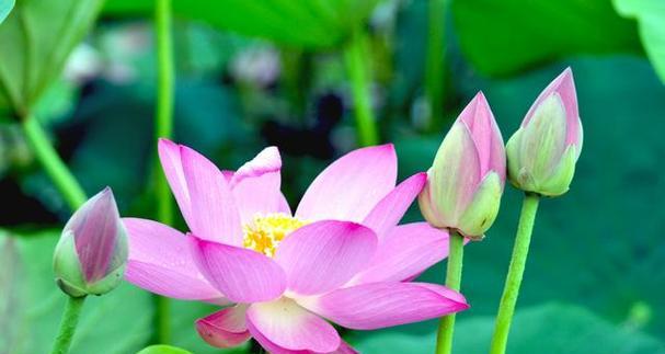 莲花花语是什么意思？莲花象征着什么？