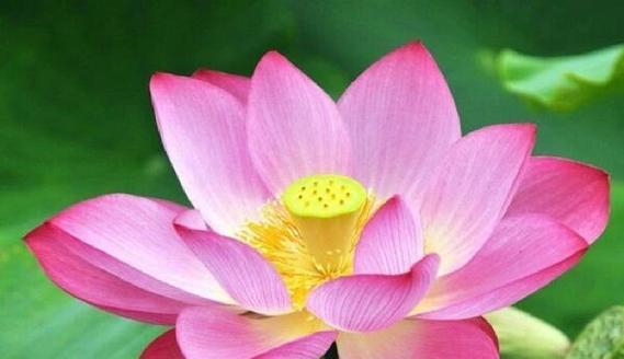 莲花花语是什么意思？莲花象征着什么？