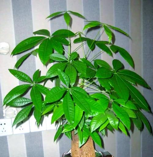 财富象征的花绿植有哪些？它们在风水学中如何应用？