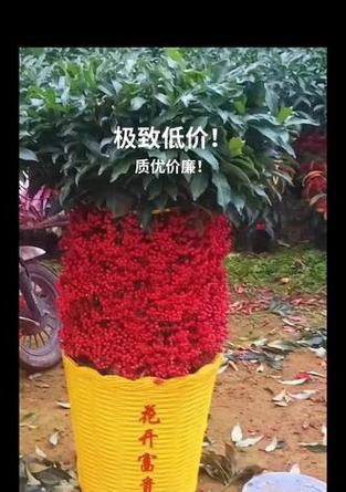 财富象征的花绿植有哪些？它们在风水学中如何应用？