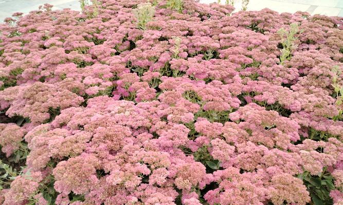 “花不非花”背后的含义是什么？
