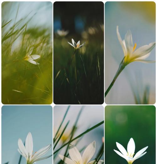 葱花中花的象征意义是什么？葱花在花语中代表了什么？