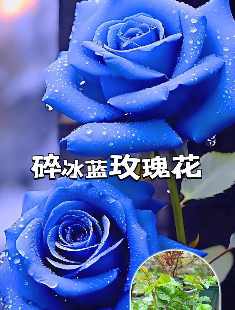 蓝玫瑰花的寓意和花语是什么？它象征着什么？