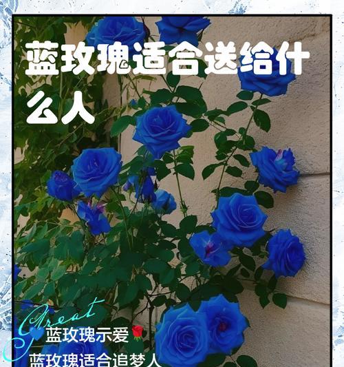 蓝玫瑰花的寓意和花语是什么？它象征着什么？