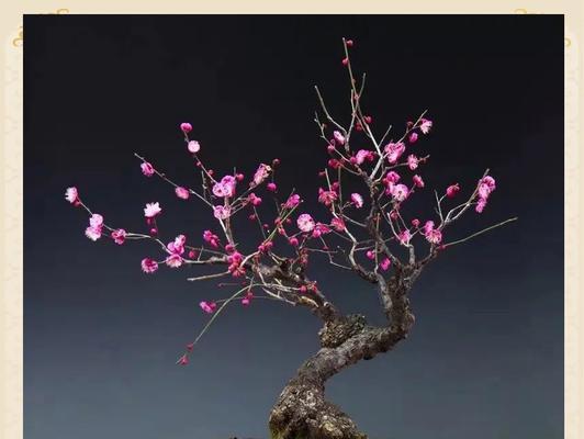 插很多香的花有何寓意？香花的文化象征。