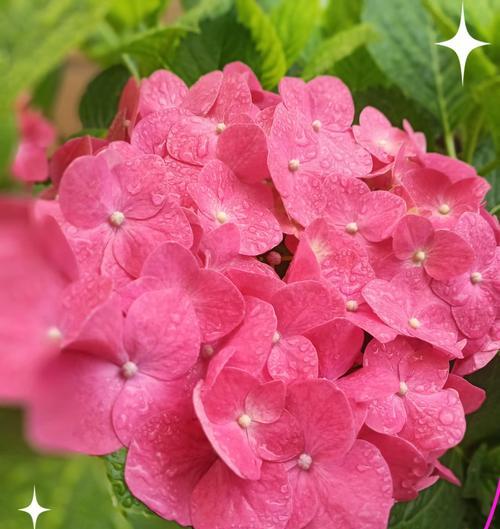 哪些花寓意光明和希望？寓意光明和希望的花有哪些？