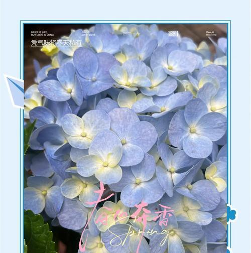 绣球花吊坠的寓意是什么？
