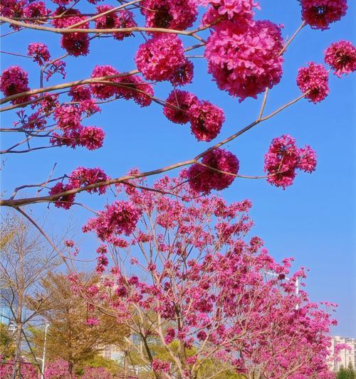 花铃木的寓意是什么意思？花铃木的象征意义有哪些？