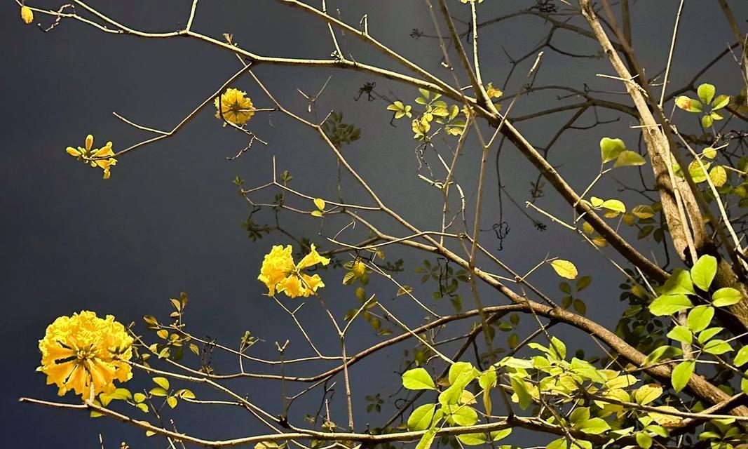 花铃木的寓意是什么意思？花铃木的象征意义有哪些？