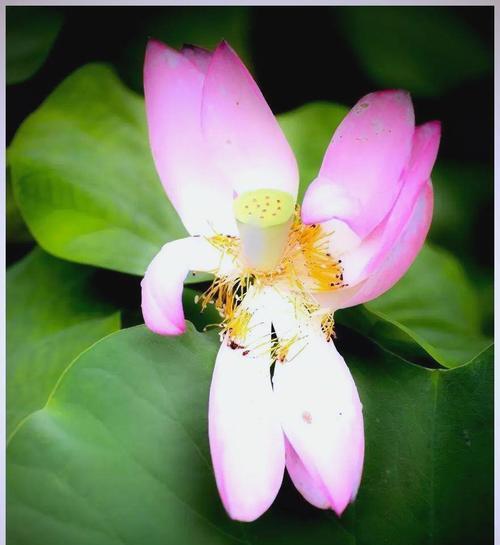 莲与花在文化中象征什么？