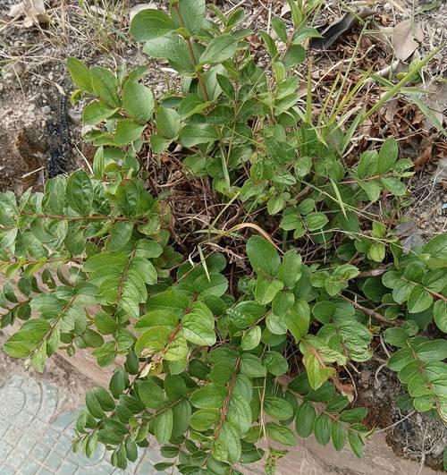 马桑果花的寓意是什么？马桑果花象征着什么？