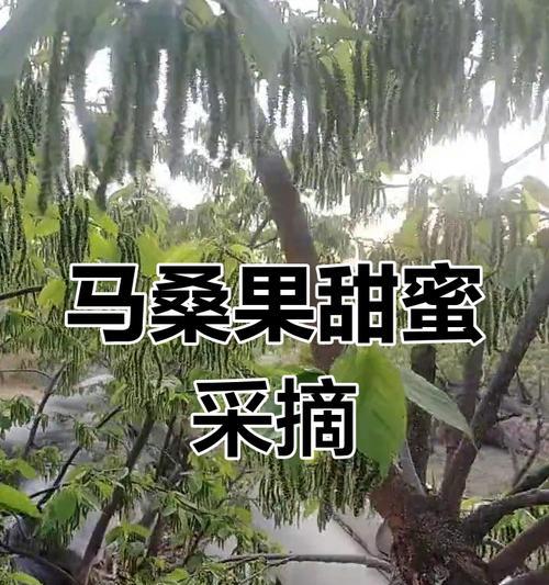 马桑果花的寓意是什么？马桑果花象征着什么？